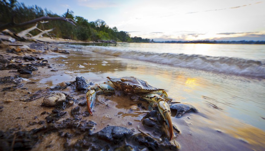 what-type-of-habitat-do-crabs-live-in-sciencing