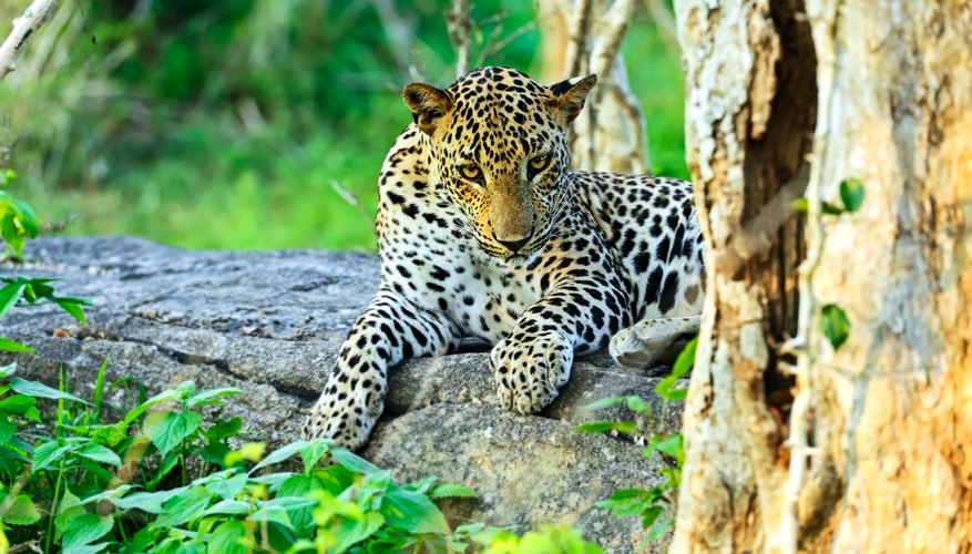 Leopardos se tornaram ameaçados devido ao desmatamento.