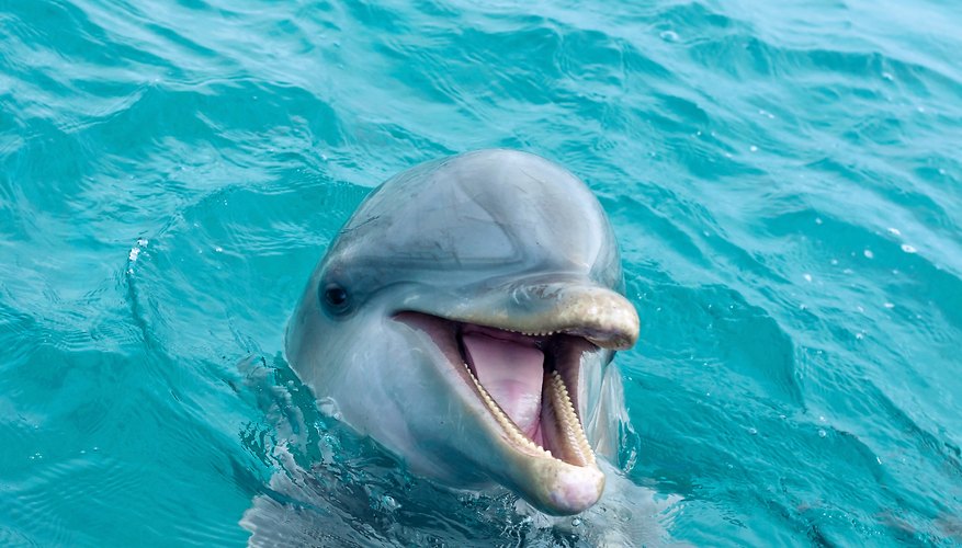 what-are-the-characteristics-of-dolphins-sciencing