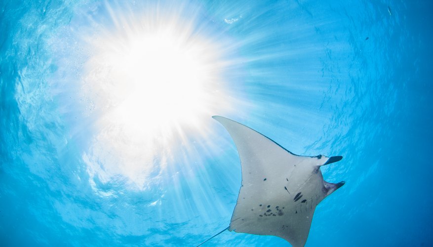 Photo Credit: petesphotography/iStock/GettyImages