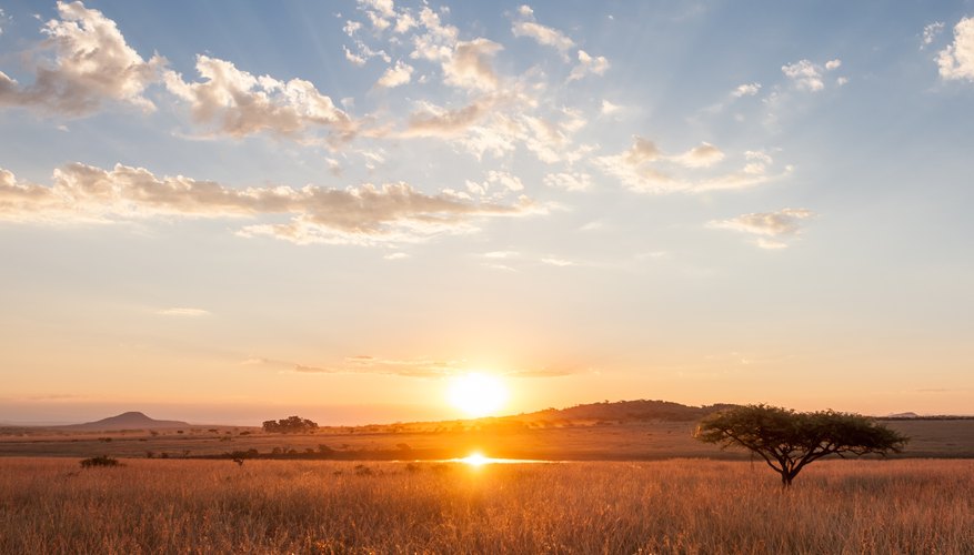 the-difference-between-a-grassland-and-savanna-sciencing