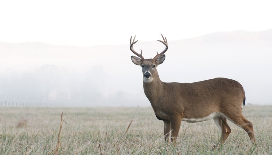 When Does Deer Season End in Texas?