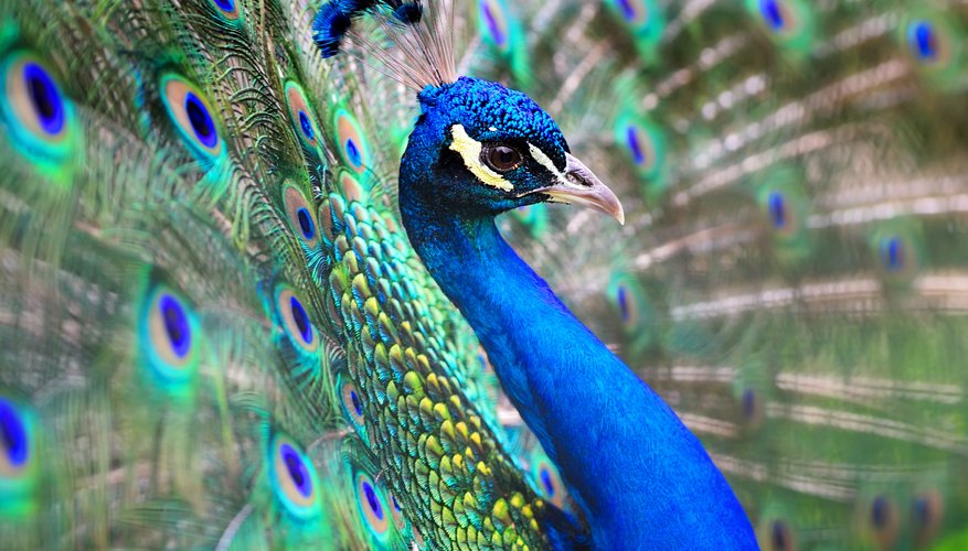 What Are The Colors In A Peacock S Feathers Sciencing