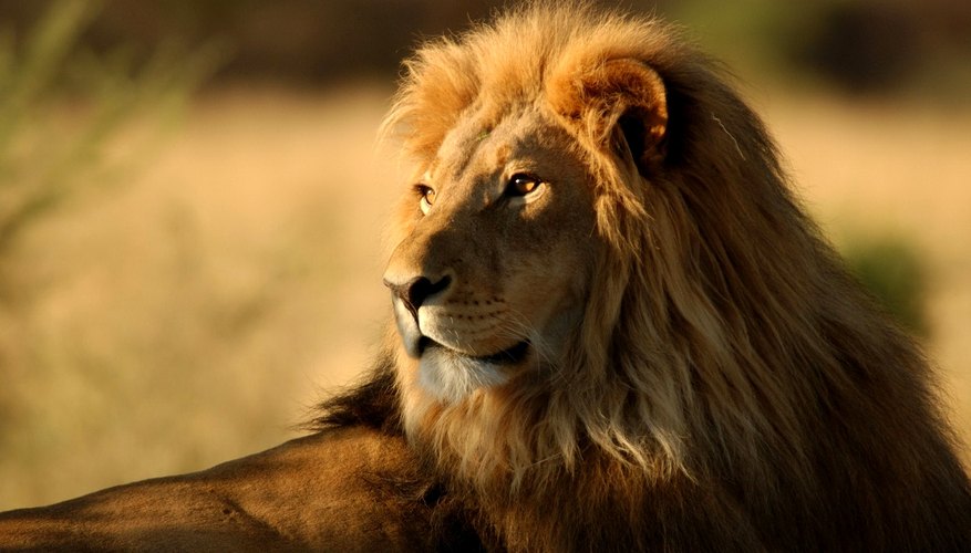 How Have Lions Adapted to Their Environment? Sciencing