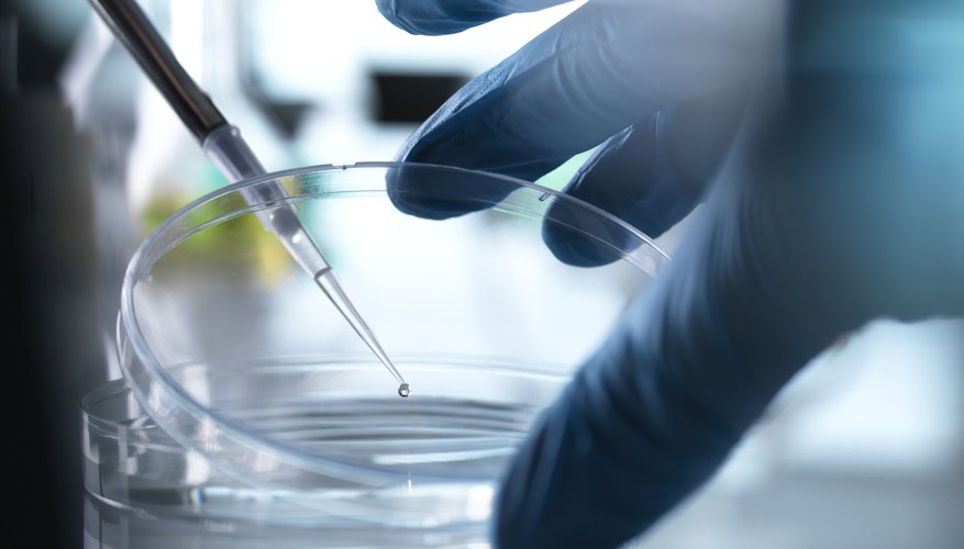 Photo Credit: Andrew Brookes/Cultura/GettyImages Where Are Stem Cells Found?
