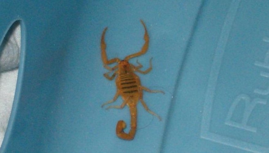 Photo Credit: public domain by highqueue The Arizona Bark Scorpion