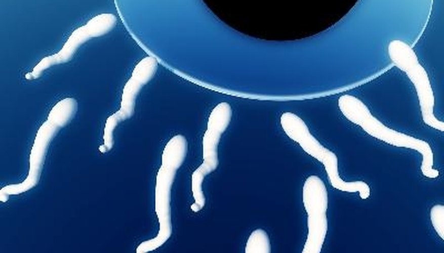 Increase Your Fertility Increase Your Fertility