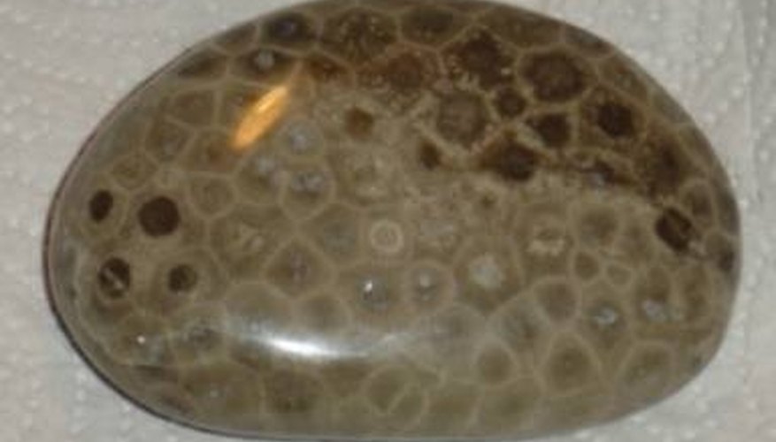 How To Polish A Petoskey Stone Sciencing Polished Petoskey Stone