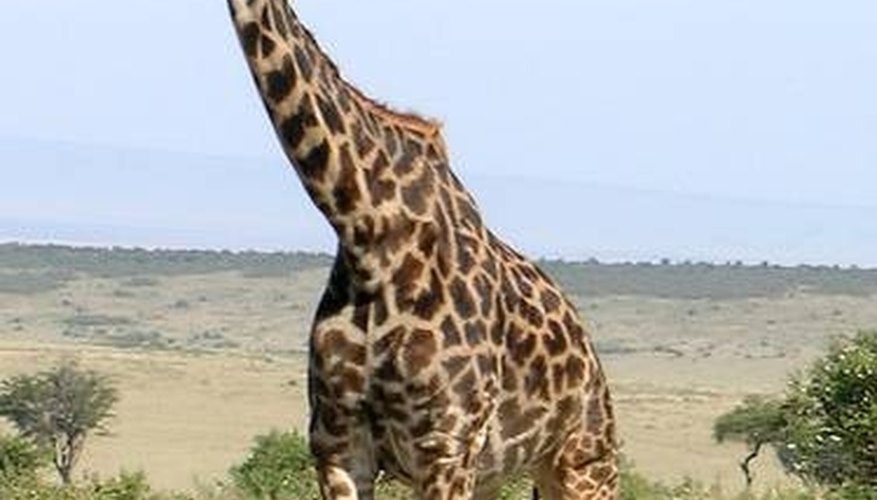 How Does a Giraffe Breathe? How Does a Giraffe Breathe?