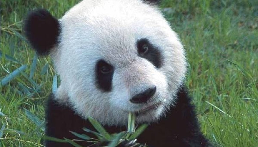 A giant panda's face cannot display facial expressions A giant panda's face cannot display facial expressions