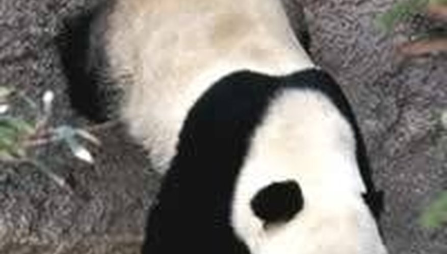 A giant panda scent marking with a head stand A giant panda scent marking with a head stand