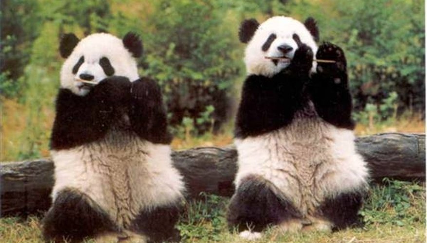 pandas communicate 800x800