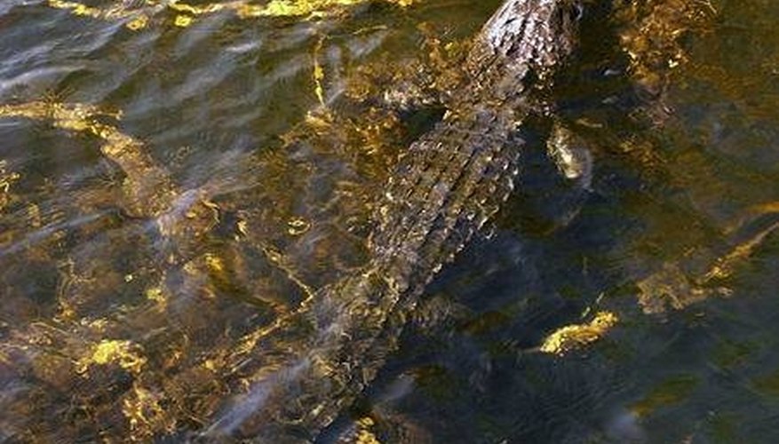 Alligator in Everglades National Park, gathering vegetation. Alligator in Everglades National Park, gathering vegetation.