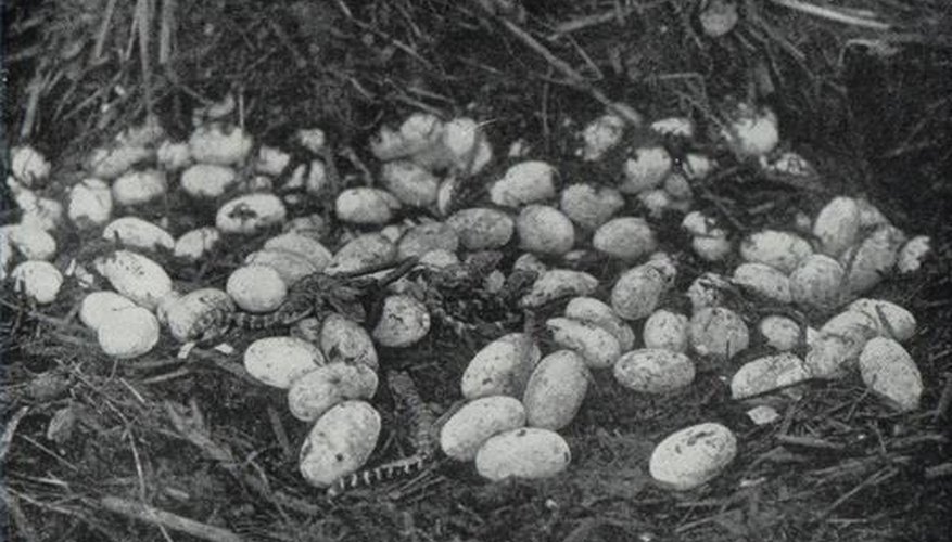Alligator eggs and new hatchlings. Alligator eggs and new hatchlings.