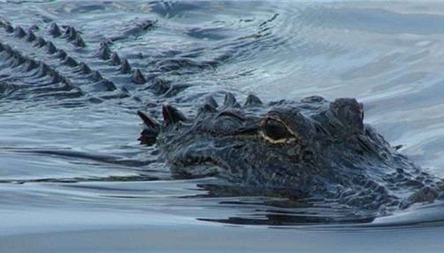 How do alligators mate sciencing