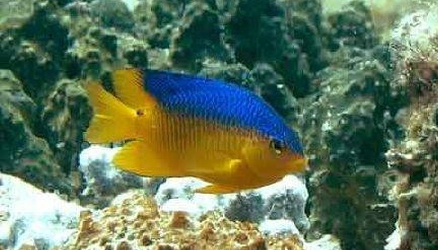 The damselfish, oviparous The damselfish, oviparous