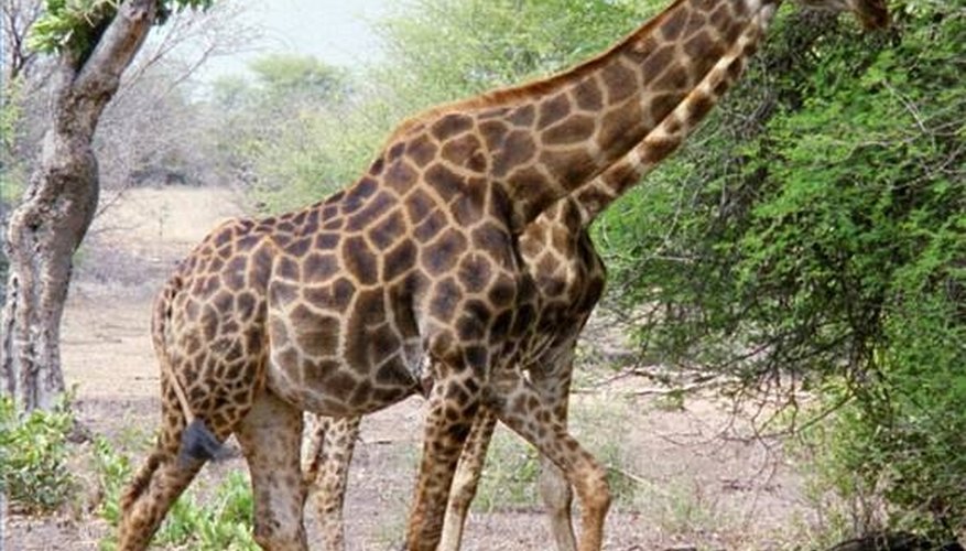 How Long Does a Giraffe Live? | Sciencing