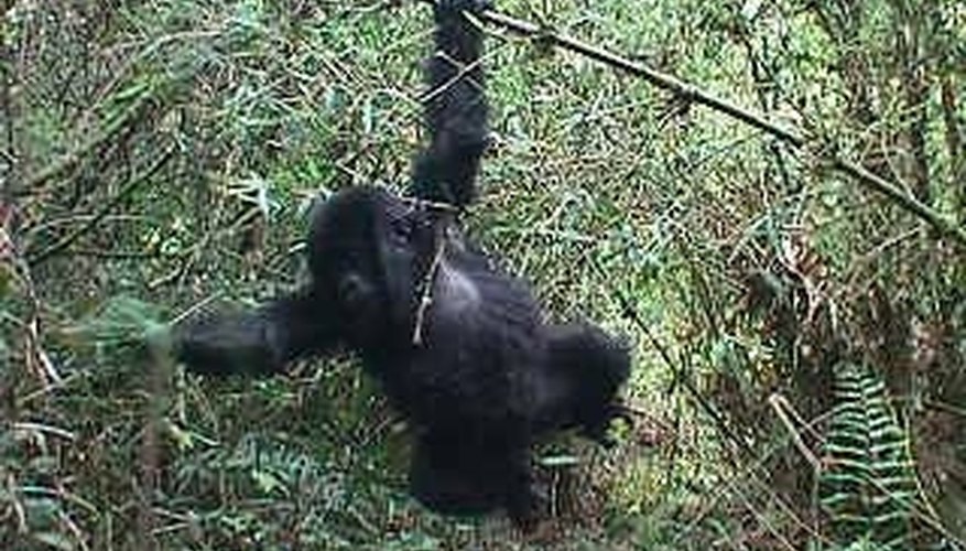 How Do Gorillas Mate? How Do Gorillas Mate?
