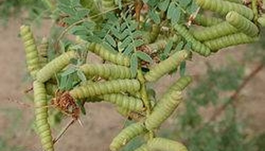 Screwbean mesquite pods Screwbean mesquite pods