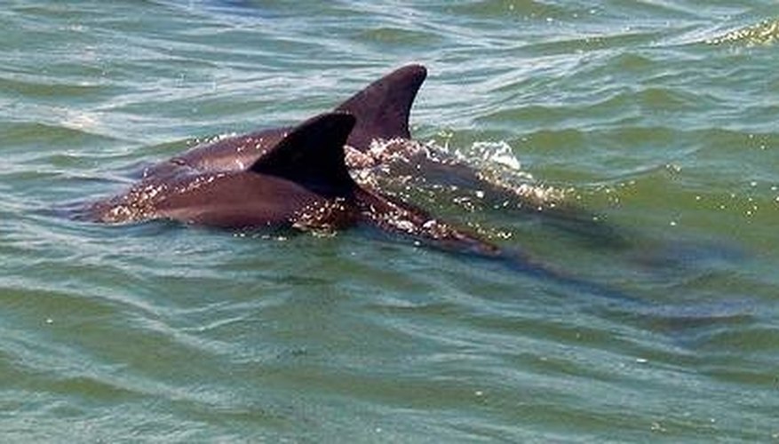 Photo Credit: http://www.flickr.com/photos/ciamabue/228217746/in/set-72157594257554525/ Do Dolphins Migrate or Hibernate?