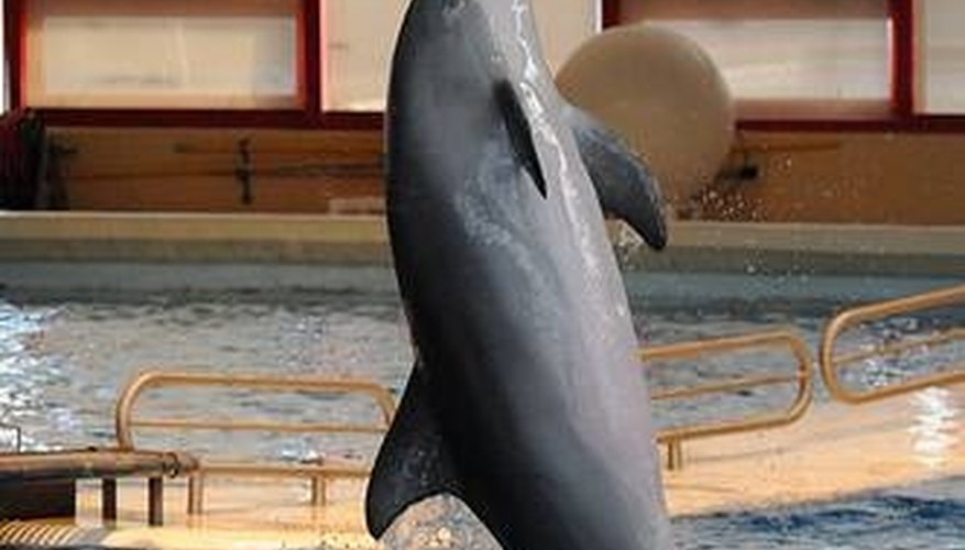 How High Can Dolphins Jump? How High Can Dolphins Jump?