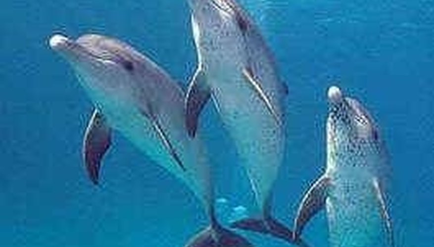 how-long-can-a-dolphin-hold-its-breath-sciencing