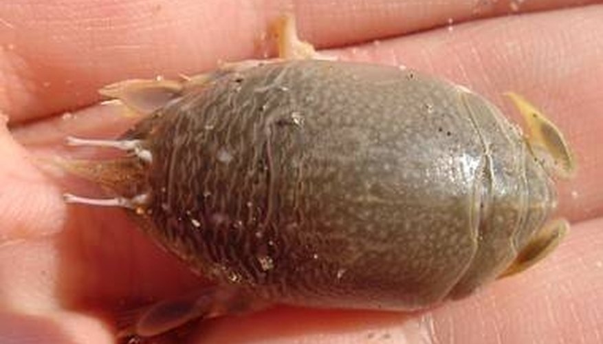 fleas crab undur flea emerita peyek nomenclatura analoga carnada vivos biologia genus muymuy receber