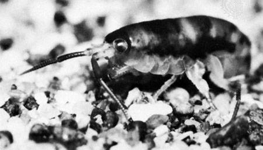 Photo Credit: Sand flea image from Encyclopedia Britannica What Color Are Sand Fleas?