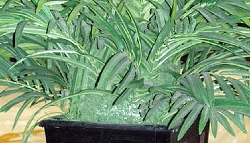 Plant for a Jungle Theme Room Plant for a Jungle Theme Room