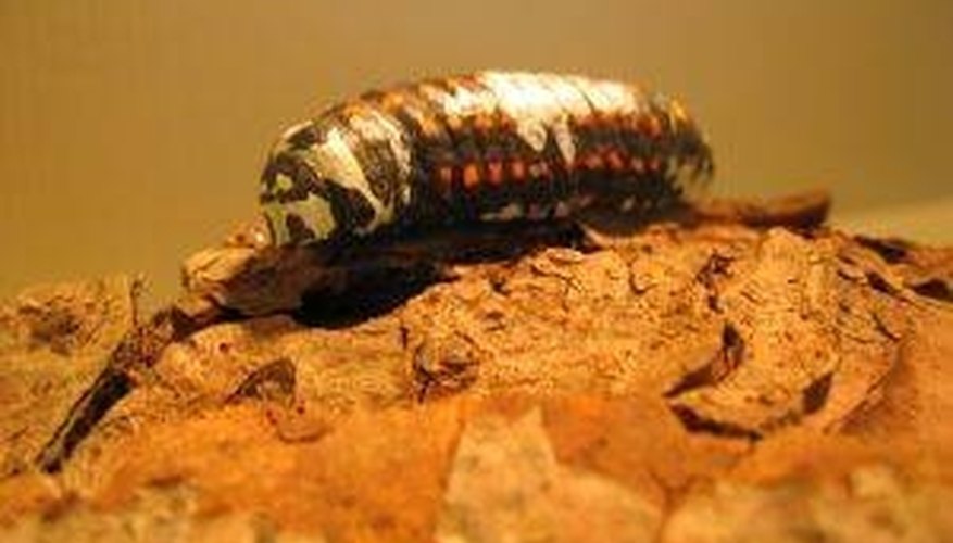 What Do Grubs Look Like? What Do Grubs Look Like?