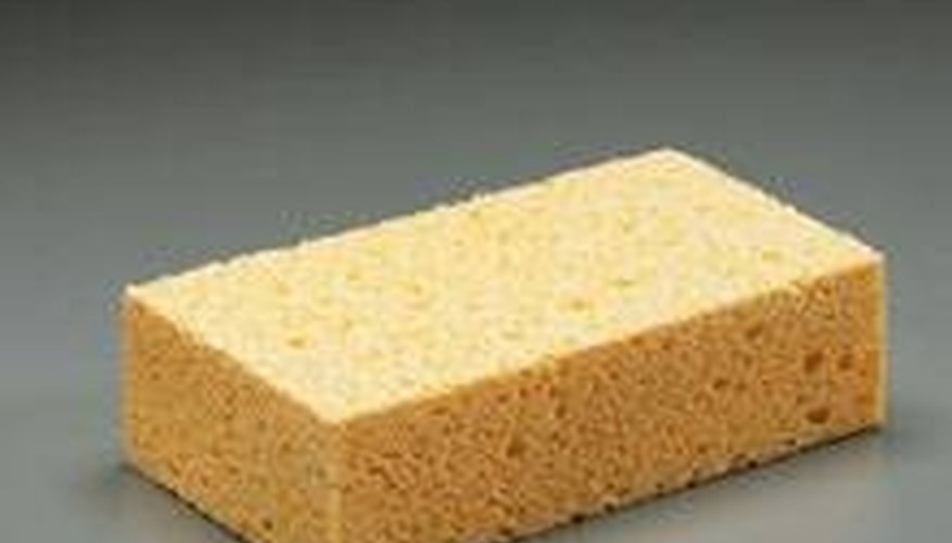 do sponges havelegss to move