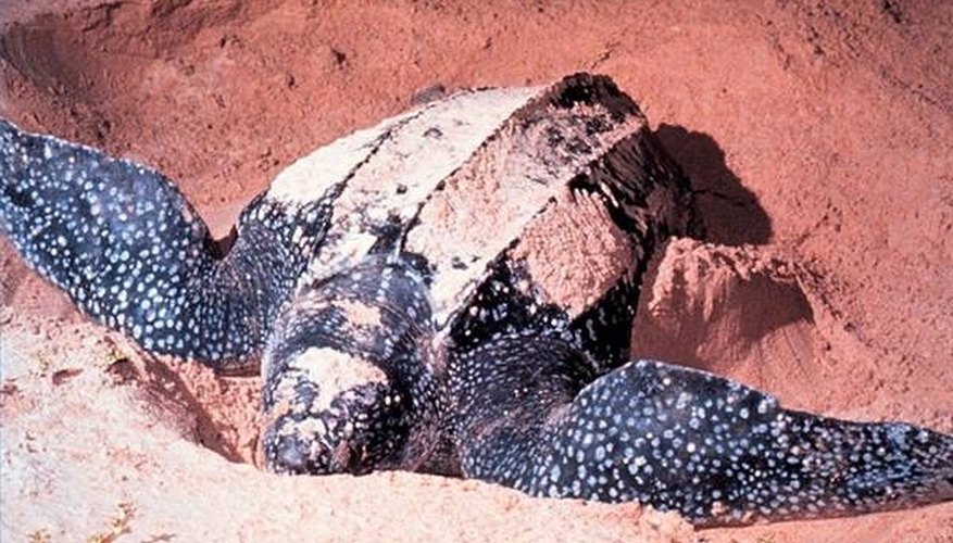 Female leatherback turtle digging a nest. Female leatherback turtle digging a nest.