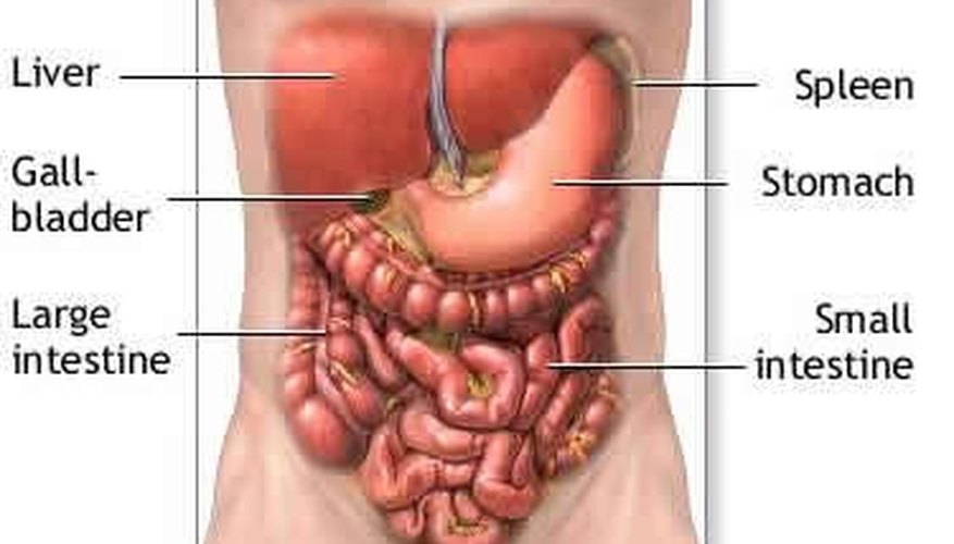 About Liver Functions in the Human Body | Sciencing