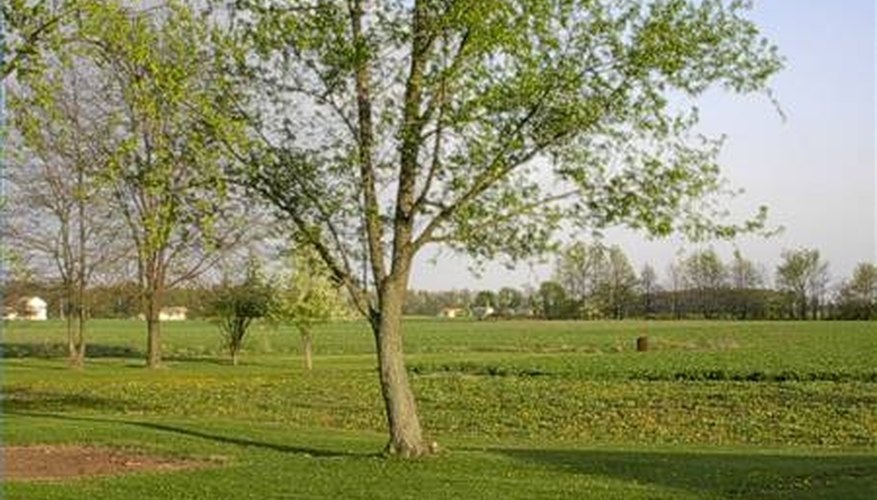 Earn Money on a Small Acreage