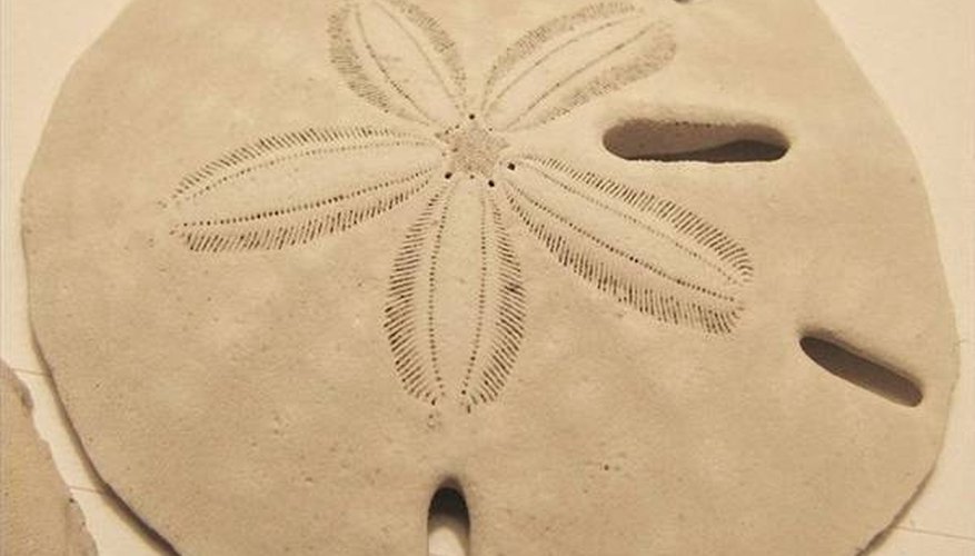 how-to-find-and-preserve-sand-dollars-our-pastimes