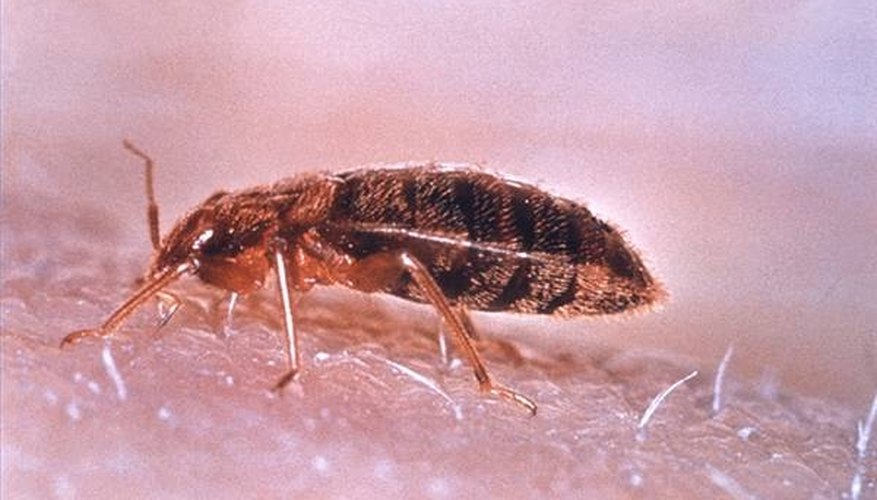 What Kills Bed Bugs? What Kills Bed Bugs?