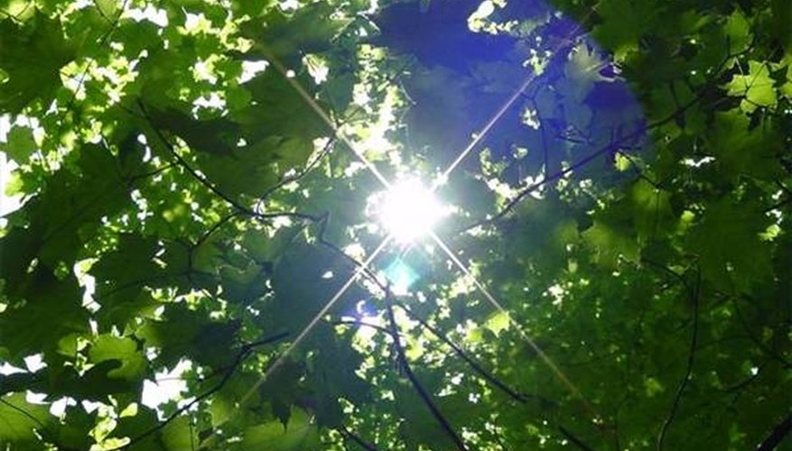 What Happens When a Chlorophyll Molecule Absorbs Light? What Happens When a Chlorophyll Molecule Absorbs Light?