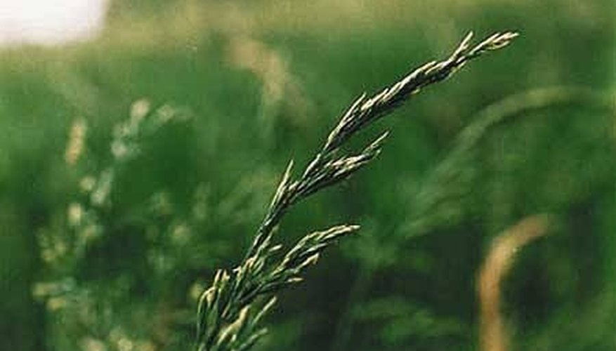 How To Identify Grass Seed Head Growth Garden Guides