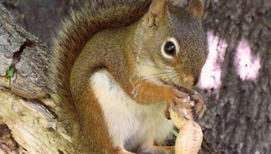 Photo Credit: Photo by Gilles Gonthier Squirrel munching peanut