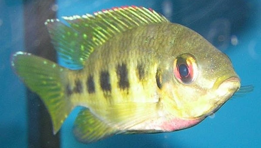 How To Make Money With Tilapia How To Make Money With Tilapia