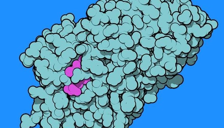 Thyroxine-binding globulin Thyroxine-binding globulin