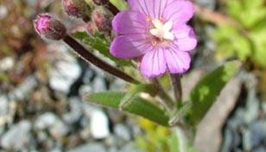 Epilobium parviflorum Epilobium parviflorum