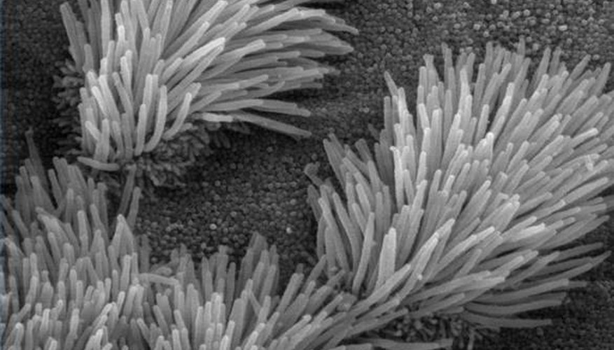 Scanning electron microscope image of cilia in lungs (public domain) Scanning electron microscope image of cilia in lungs (public domain)