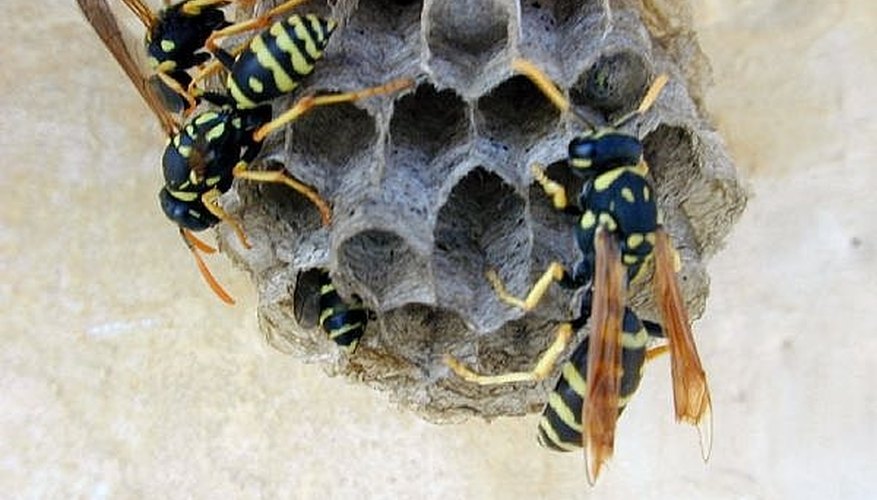 wasp bee stings neutralize sting wasps imageafter someone