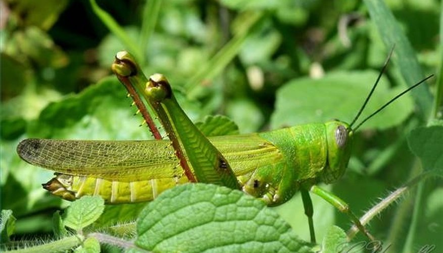 Are Grasshoppers Harmful or Helpful Are Grasshoppers Harmful or Helpful