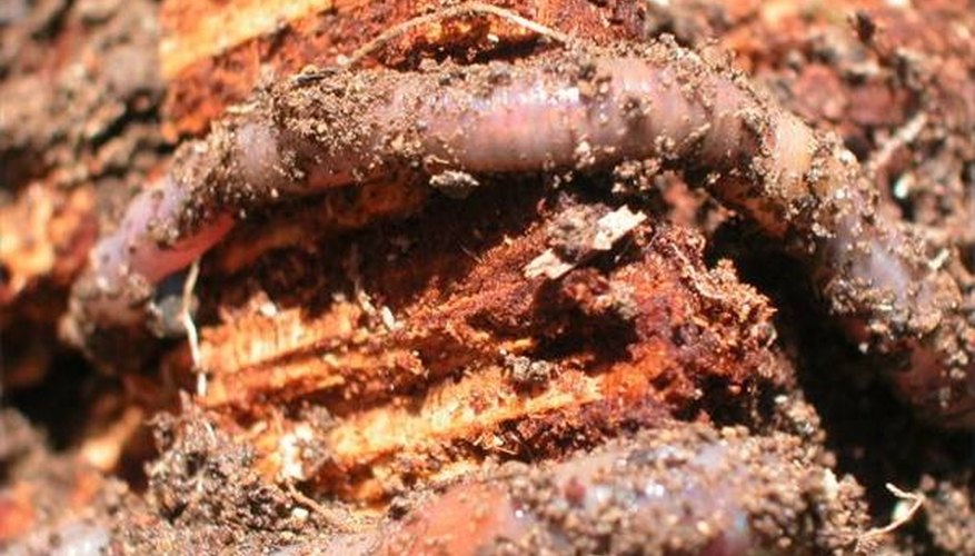 Photo Credit: www.themorguefile.com How Do Earthworms Protect Themselves?