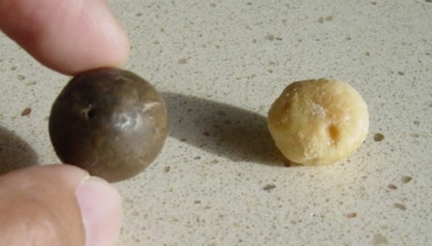 Uses of Macadamia Nut Shells