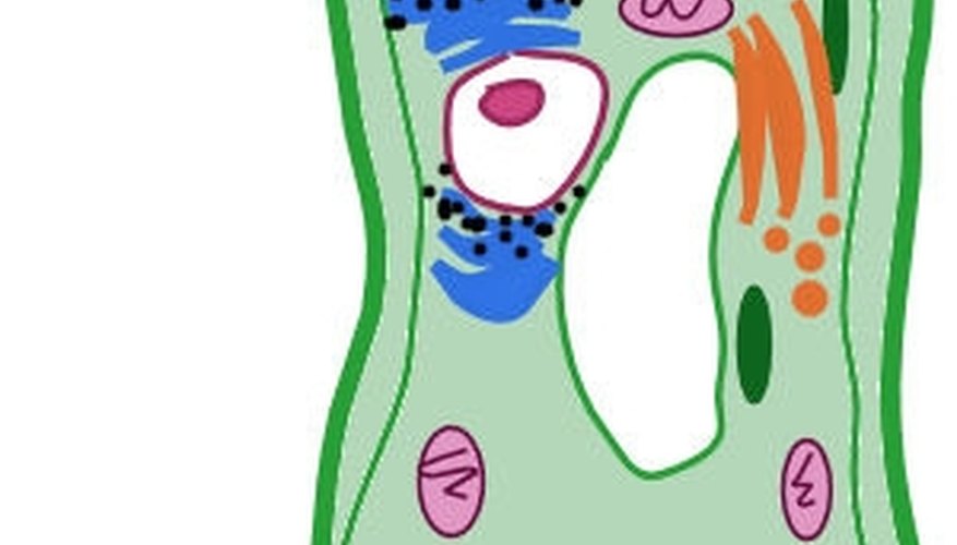 How to Make a Plant Cell Diagram | Sciencing