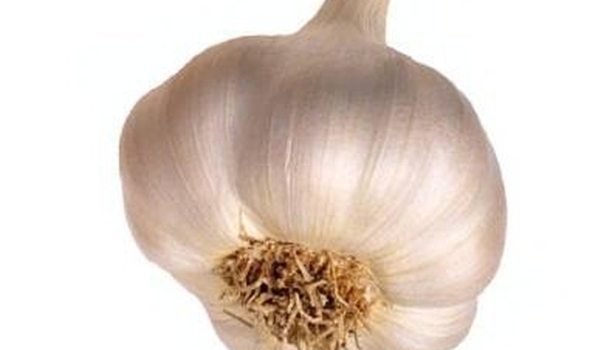 garlic garlic