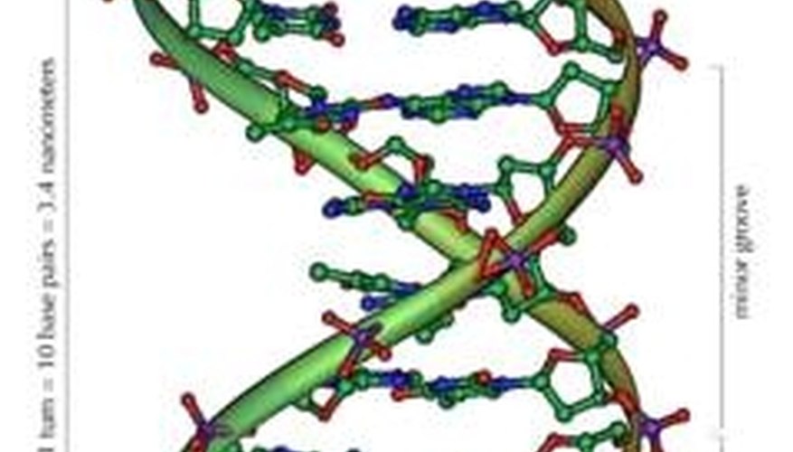 Double Helix of DNA. Photo courtesy of Wikipedia.